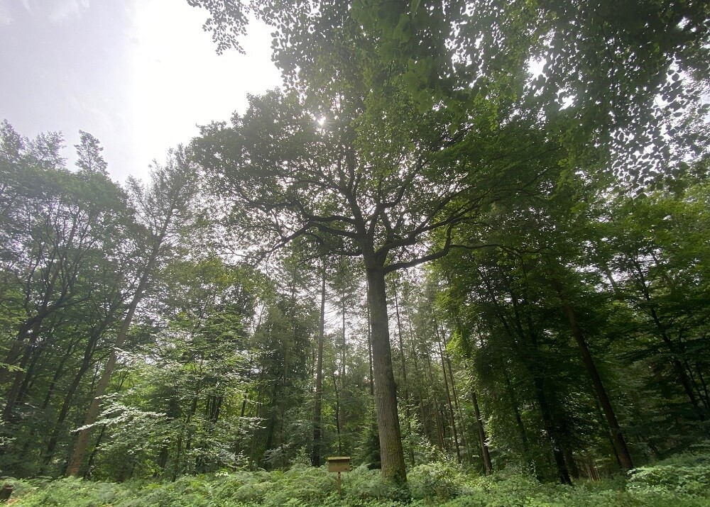 Gustav Roth-Eiche im Meulenwald - TuS Mosella Schweich e.V.